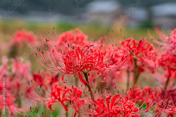 Fototapeta 彼岸花