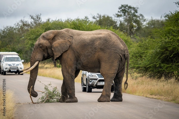 Fototapeta Wild Elephants in the Kruger National Park South Africa, portrait, herd, tusks, trunks