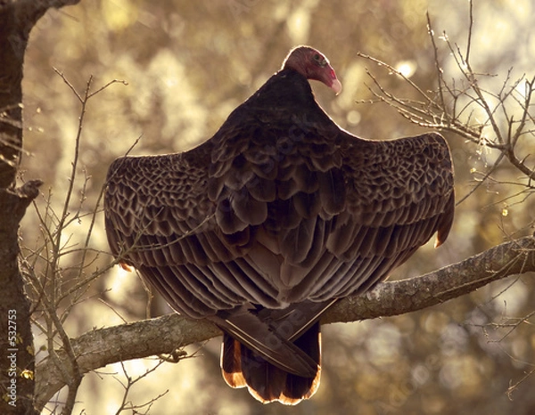 Obraz sunbathing vulture