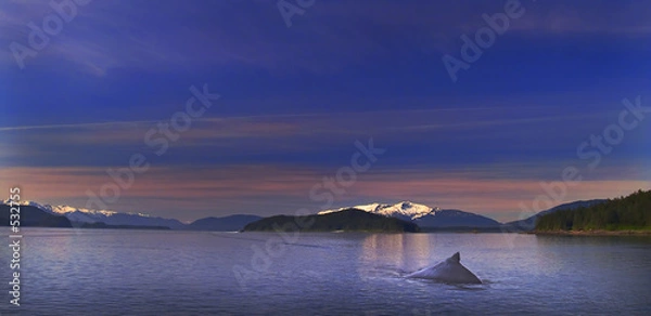 Obraz humpback solitude