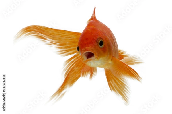 Obraz Goldfish