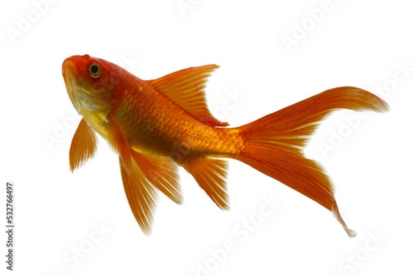 Obraz Goldfish