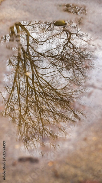 Obraz tree in the water