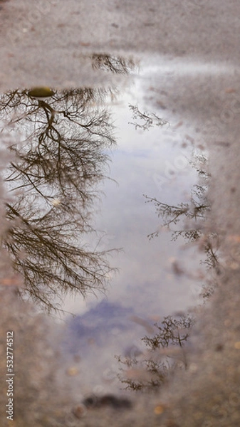 Obraz branch and water