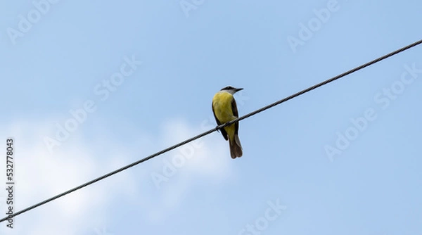 Fototapeta bird on a wire