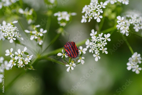 Obraz italian-striped bug
