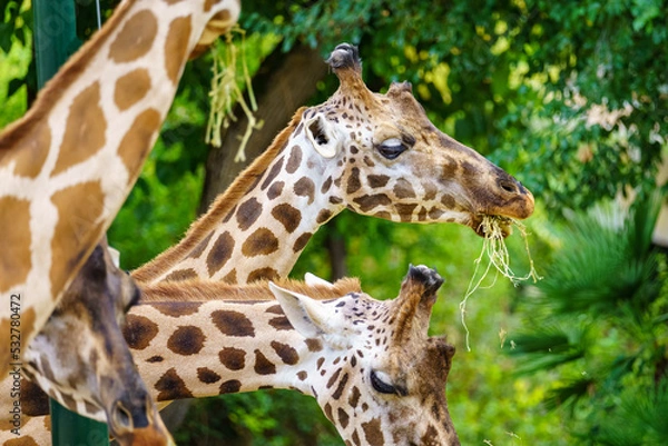 Fototapeta Group of giraffes peacefully eating the grass of the ground and the leaves of the trees.