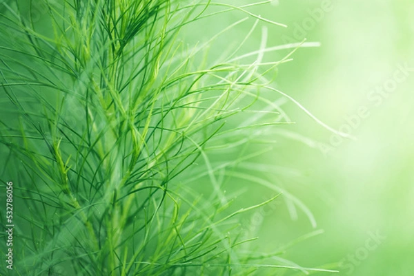 Fototapeta Beautiful nature view of white leaf on blurred greenery background in garden and sunlight with copy space using as background natural green plants landscape, ecology, fresh wallpaper concept.