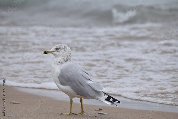 Fototapeta Seagull with waves in the background on a cloudy day