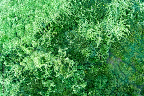 Obraz Vegetable green texture background from above