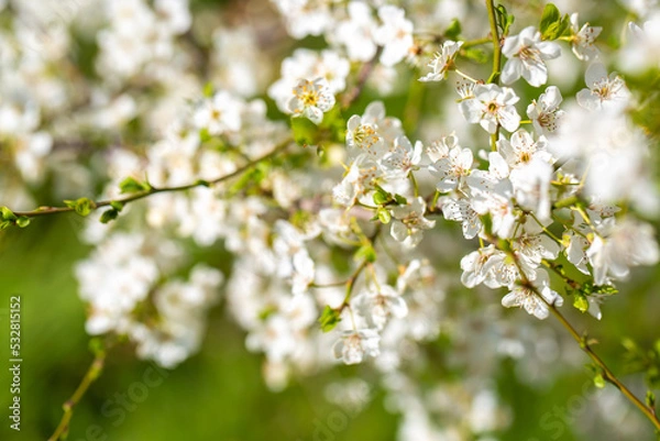 Fototapeta White flowers bloom in the trees. Spring landscape with blooming sakura tree. Beautiful blooming garden on a sunny day. Copy space for text.