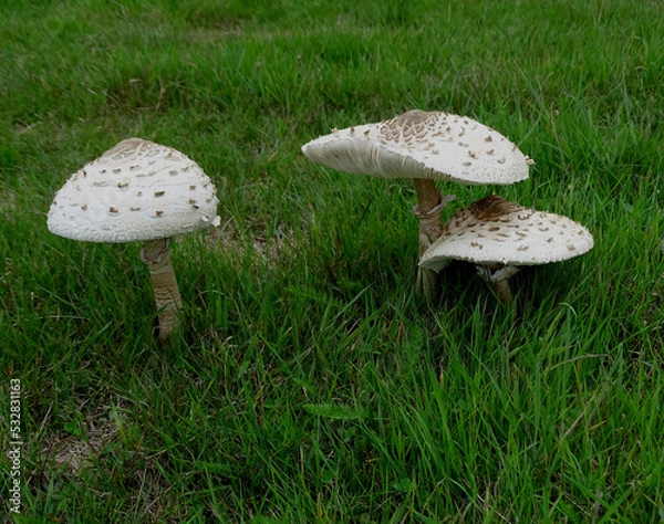 Fototapeta Parasol Mushrooms.