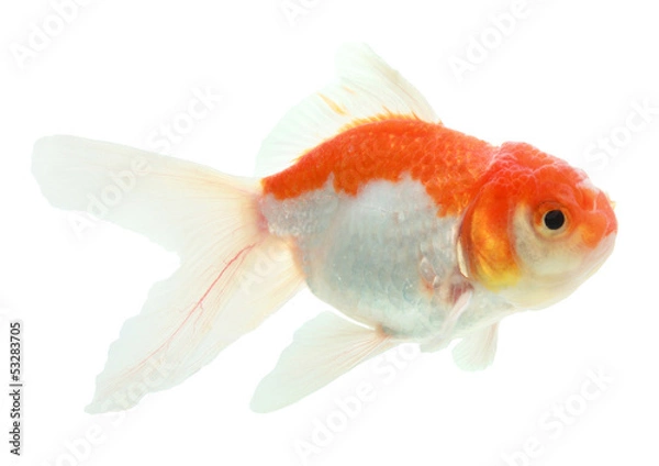 Fototapeta closeup of a goldfish isolated