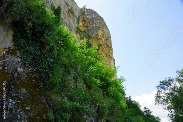 Fototapeta a sheer cliff with a green shrub