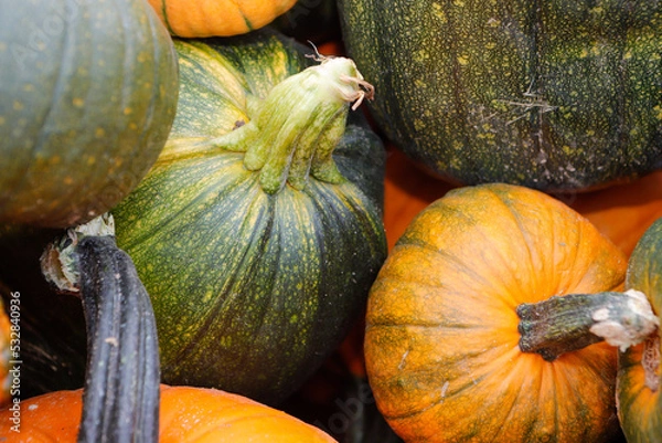 Obraz Pumpkin and squash on a table