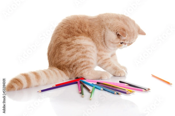 Obraz cat with pencils isolated on white background