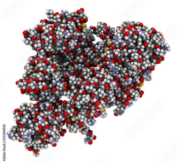Fototapeta Plasminogen plasmin precursor protein. Plasmin is an enzyme responsible for the breakdown of fibrin (fibrinolysis).
