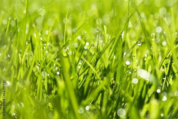 Obraz Gras im Morgentau