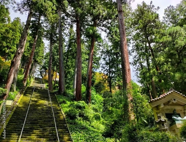 Obraz 神聖な木々に囲まれた階段