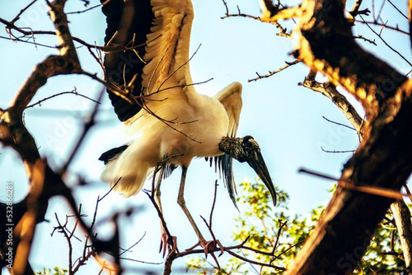 Obraz ave de rapiña