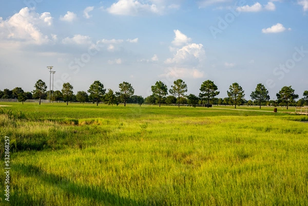 Fototapeta landscape with tree in feild.