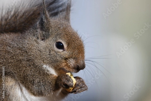 Fototapeta ニホンリス
