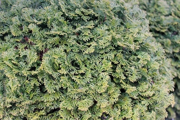 Obraz Hinoki cypress