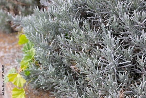 Obraz Wooly lavender