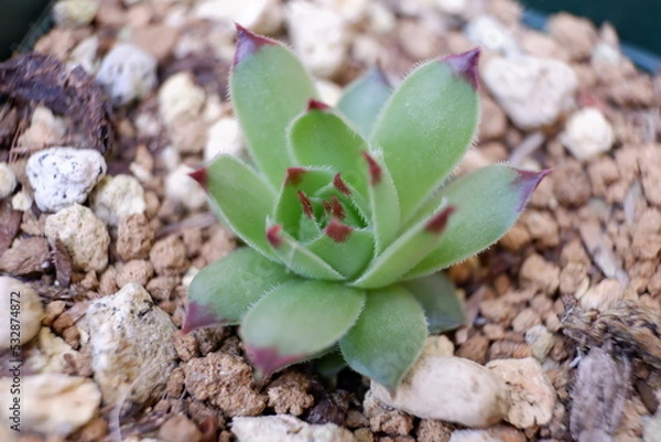 Fototapeta センペルビウム