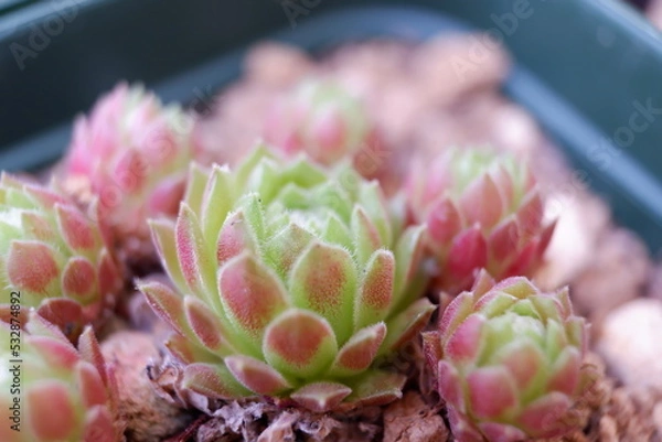 Obraz センペルビウム