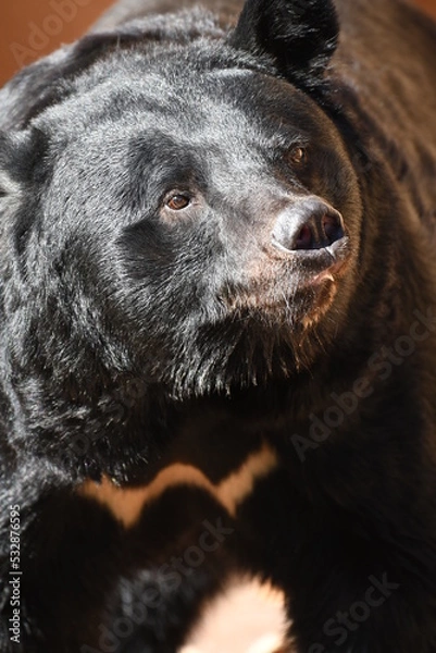 Fototapeta ニホンツキノワグマ