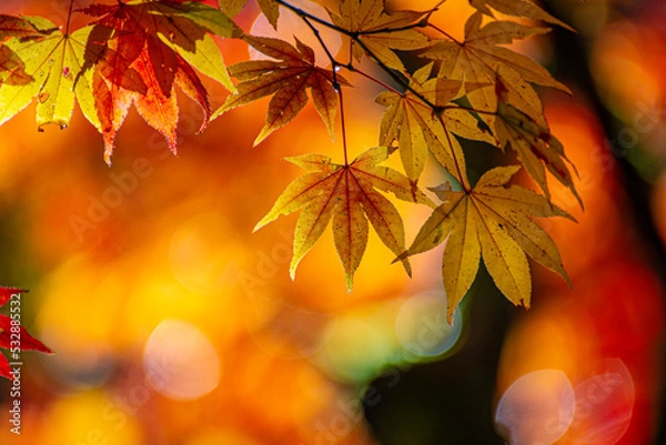 Obraz autumn leaves background