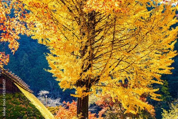 Obraz autumn tree background