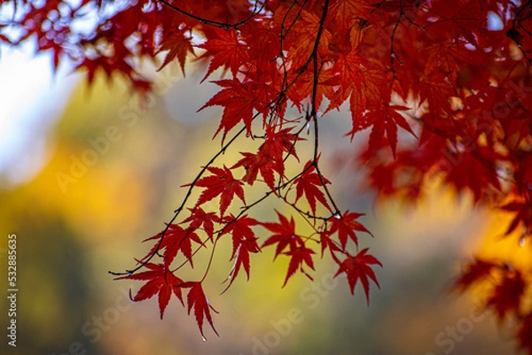 Obraz red maple leaves