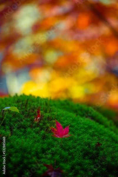Obraz grass in the forest