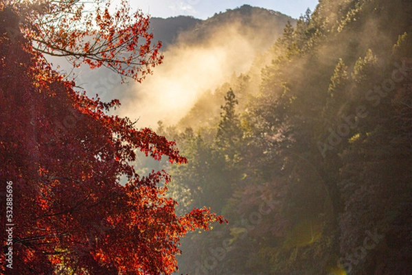 Obraz fire in the forest