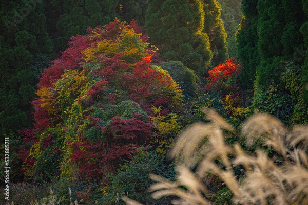 Obraz autumn forest landscape