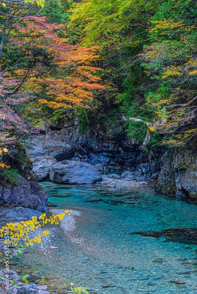 Obraz river in the woods