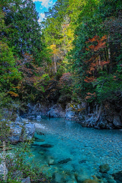 Obraz river in the forest