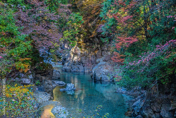 Obraz river in the forest