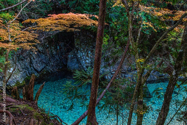 Obraz autumn in the forest