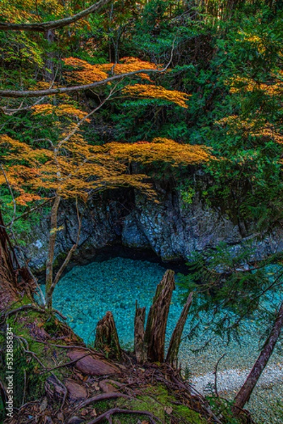 Obraz forest in autumn