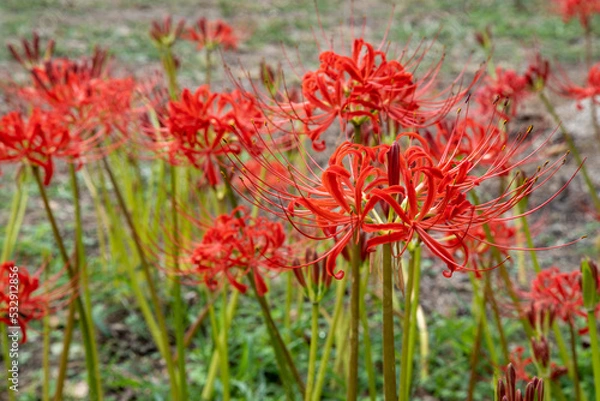 Fototapeta リコリス