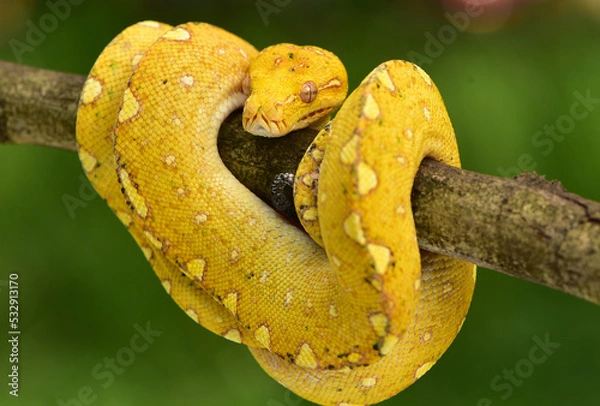 Fototapeta The green tree python, Morelia viridis is a species of snake in the family Pythonidae. The species is native to Papua and some islands in Indonesia