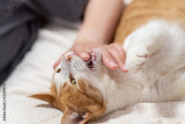 Obraz 手を噛む猫　茶トラ白