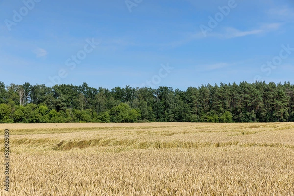 Fototapeta An agricultural field where wheat is grown