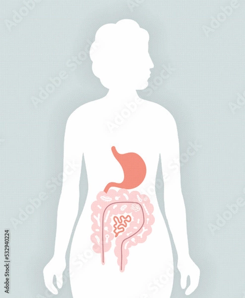 Obraz Human microbiome illustration with intestines and bacteria Vector picture. Gastroenterologist. Bifidobacteria, lactobacilli. Lactic acid bacteria.