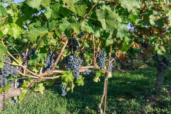 Fototapeta Bunches of black grapes on the rows of vines in Franciacorta