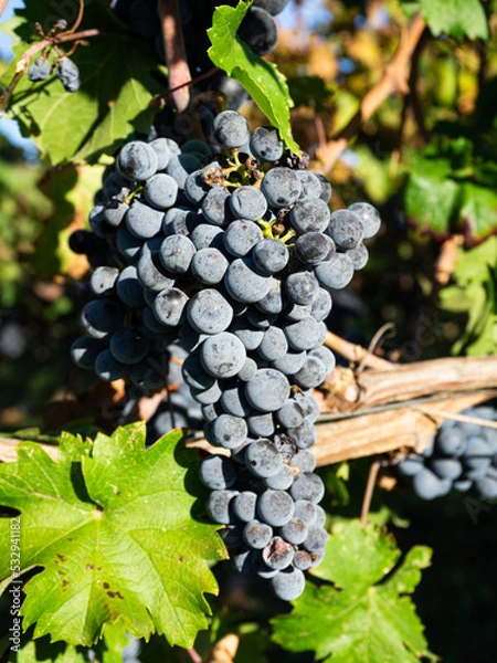Fototapeta Bunches of black grapes on the rows of vines in Franciacorta