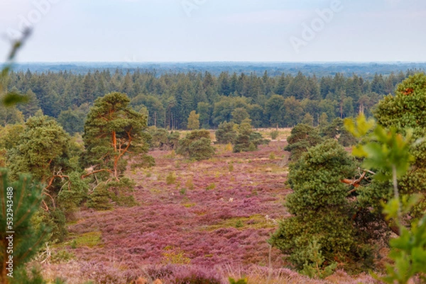 Fototapeta dutch heather fields